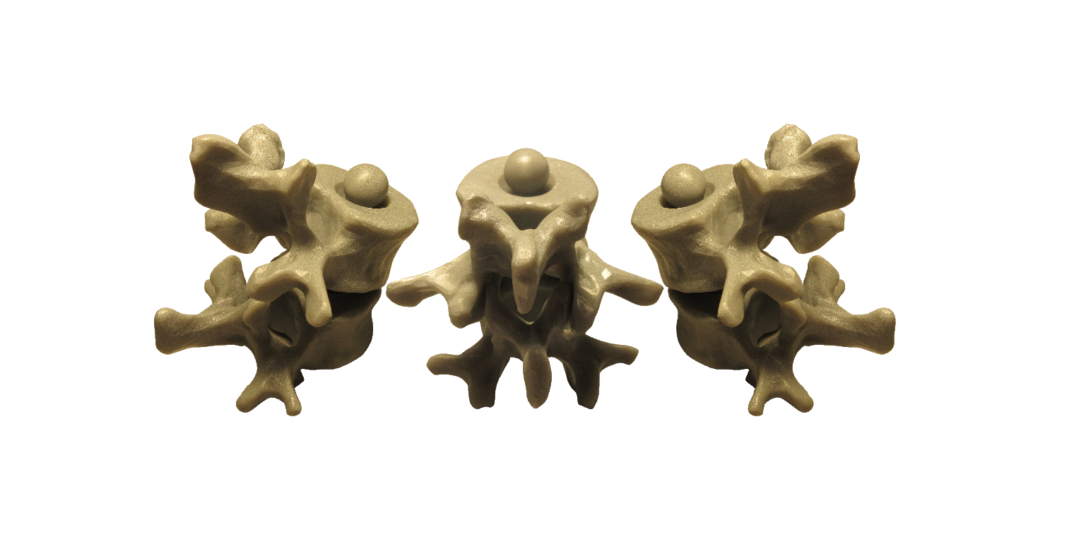 Colonna vertebrale stampa 3D in resina