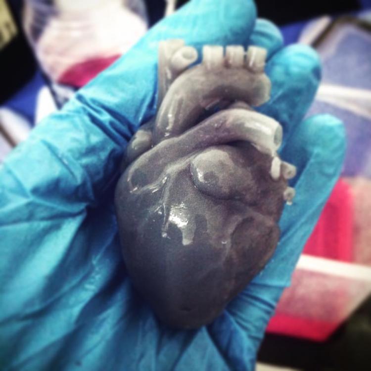 Modello cuore umano stampato in Resina SLA.jpg